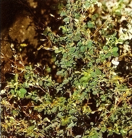 Cây Thóc lép lá nhỏ. Desmodium microphyllum - Cây Thuốc Nam Quanh Ta
